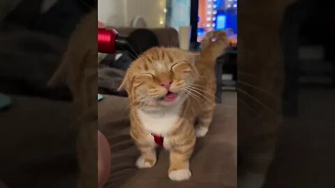 Funniest Cat #funny #cats #viralshort