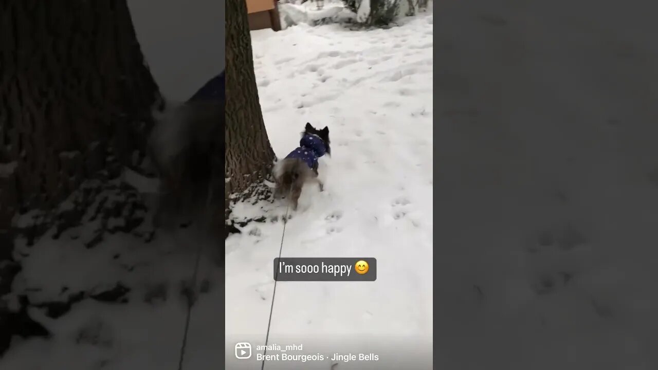 Happy Chihuahua #shorts #shorts