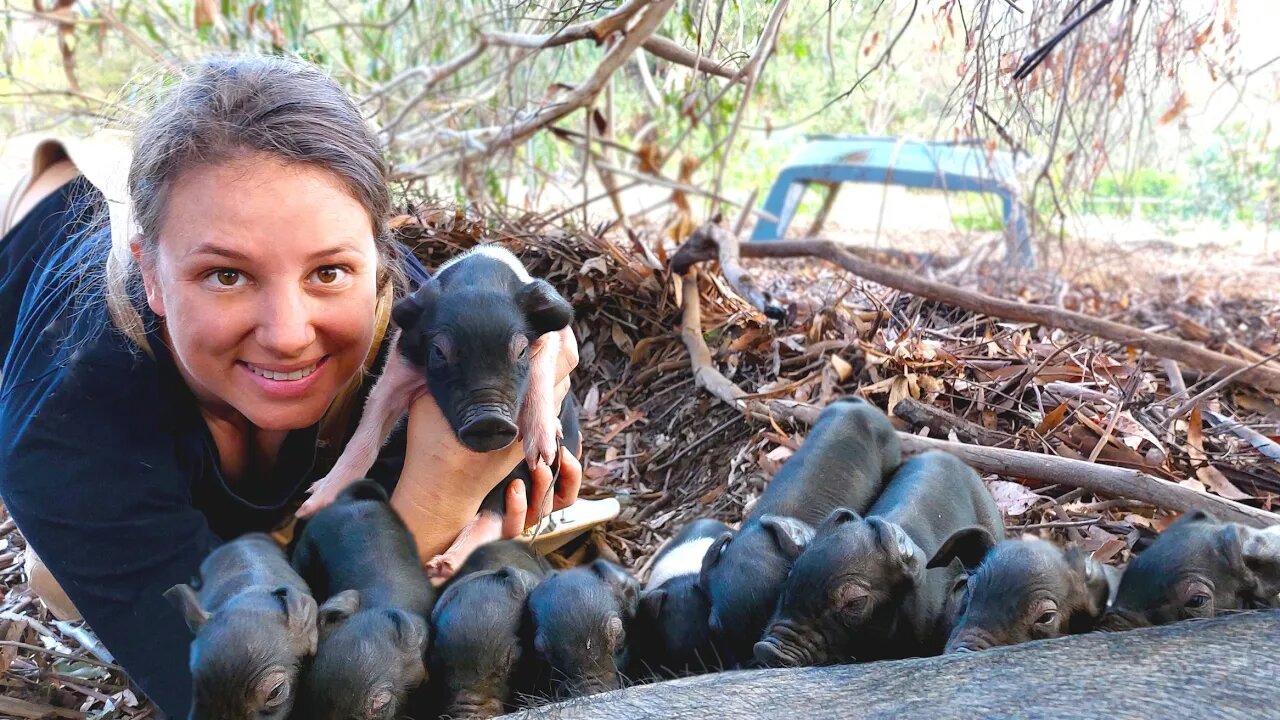 From Cute to Crazy: The Chaos Unleashed by Our New Piglets - Free Range Homestead Ep 36