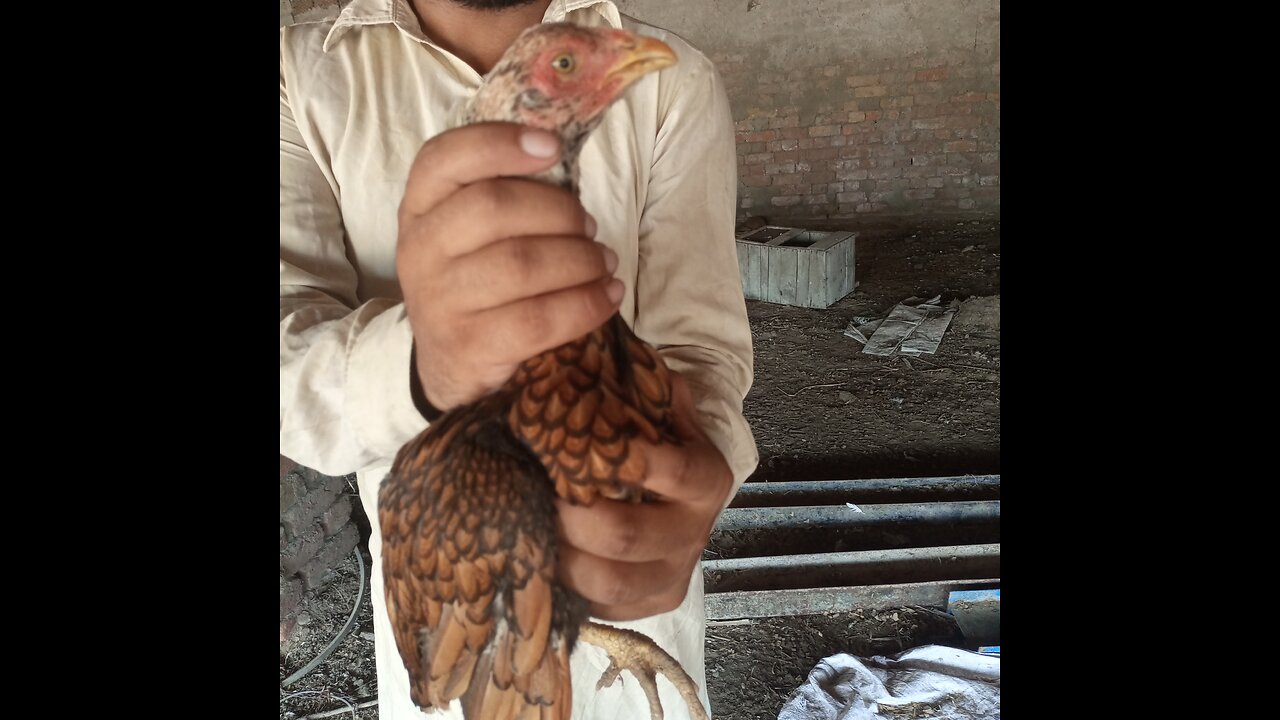 Mera shoq /aseel hen