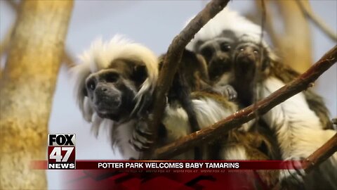 Potter Park Zoo announces birth of endangered Cotton-Top Tamarins