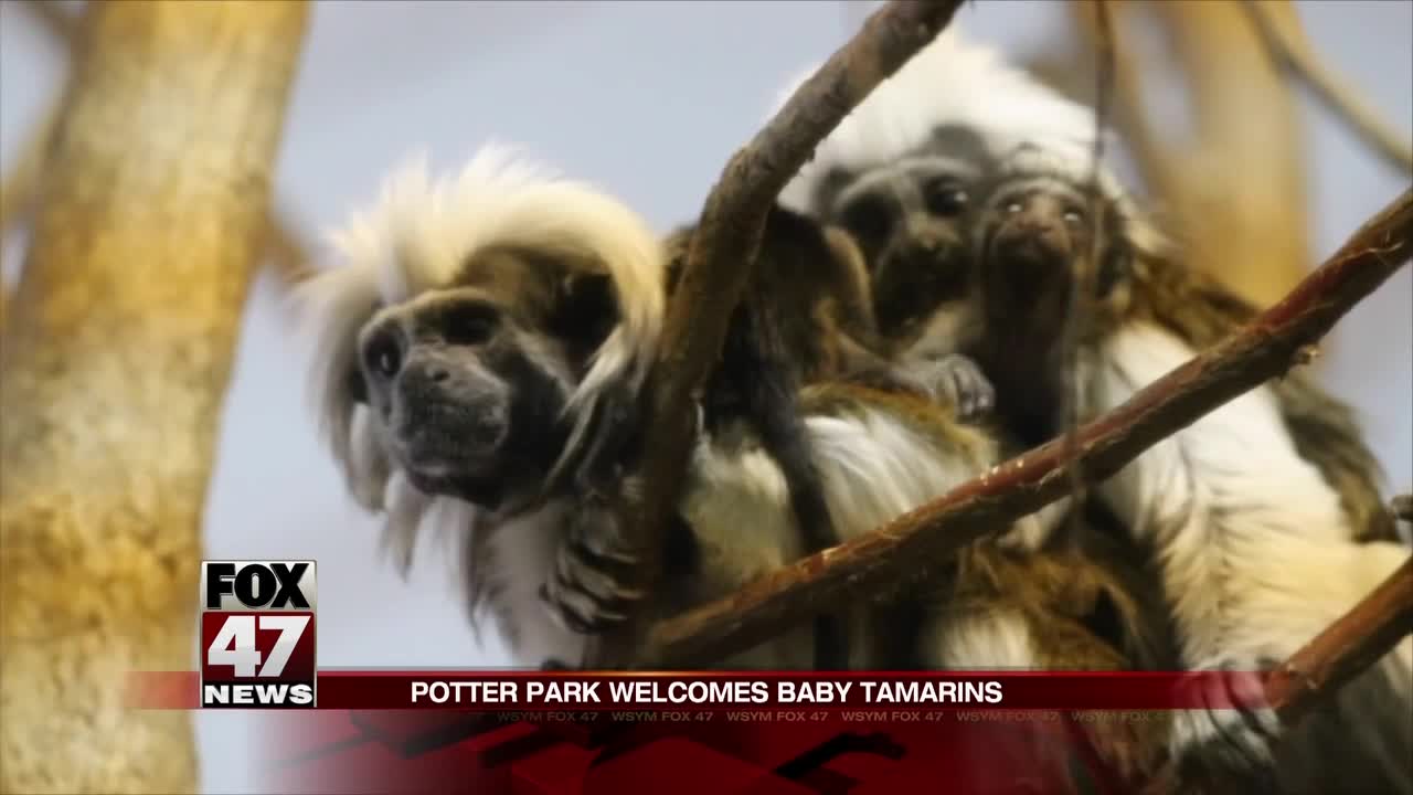 Potter Park Zoo announces birth of endangered Cotton-Top Tamarins