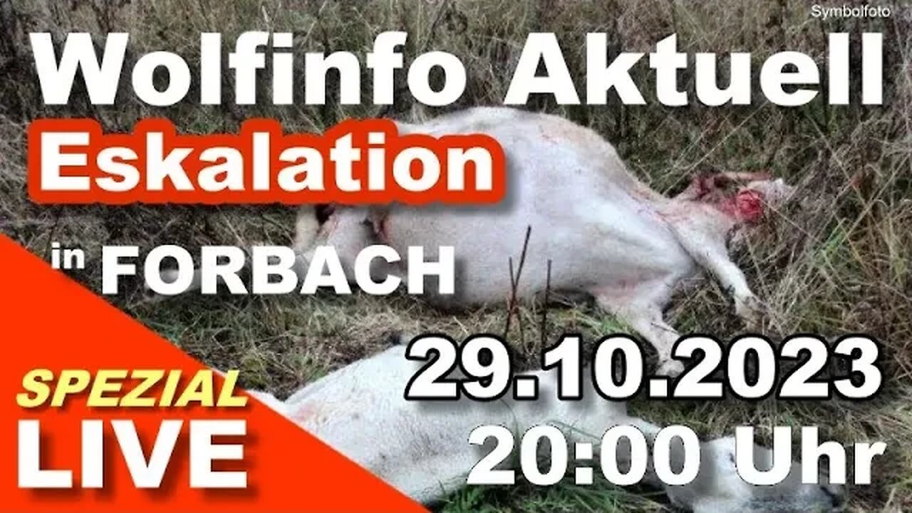 Wolfinfo Aktuell SPEZIAL LIVE (Eskalation in Forbach. - Baden Württemberg)