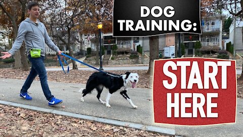 Dog Training Fundamentals (Watch thisbefore any other dog training video)