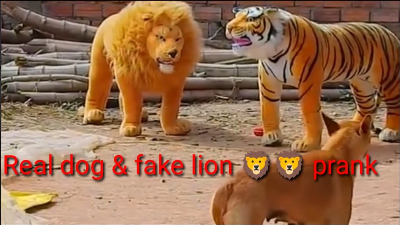 Troll Prank Dog Funny & fake Lion and Fake Tiger Prank To dog & Huge Box Prank to dog