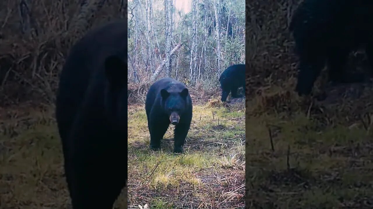 Mama with Cubs