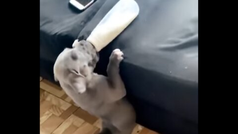 Pitbull Puppy Try to Drink Milk on the Sofa