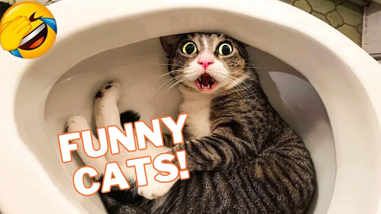 Funny Cats Videos