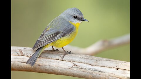 bird