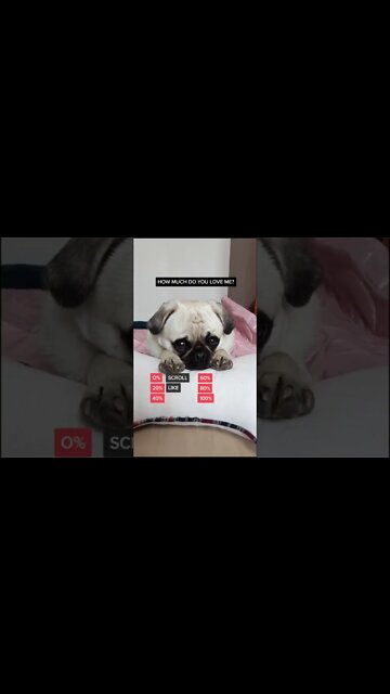 1Min Animal World #dogs #cats #pet