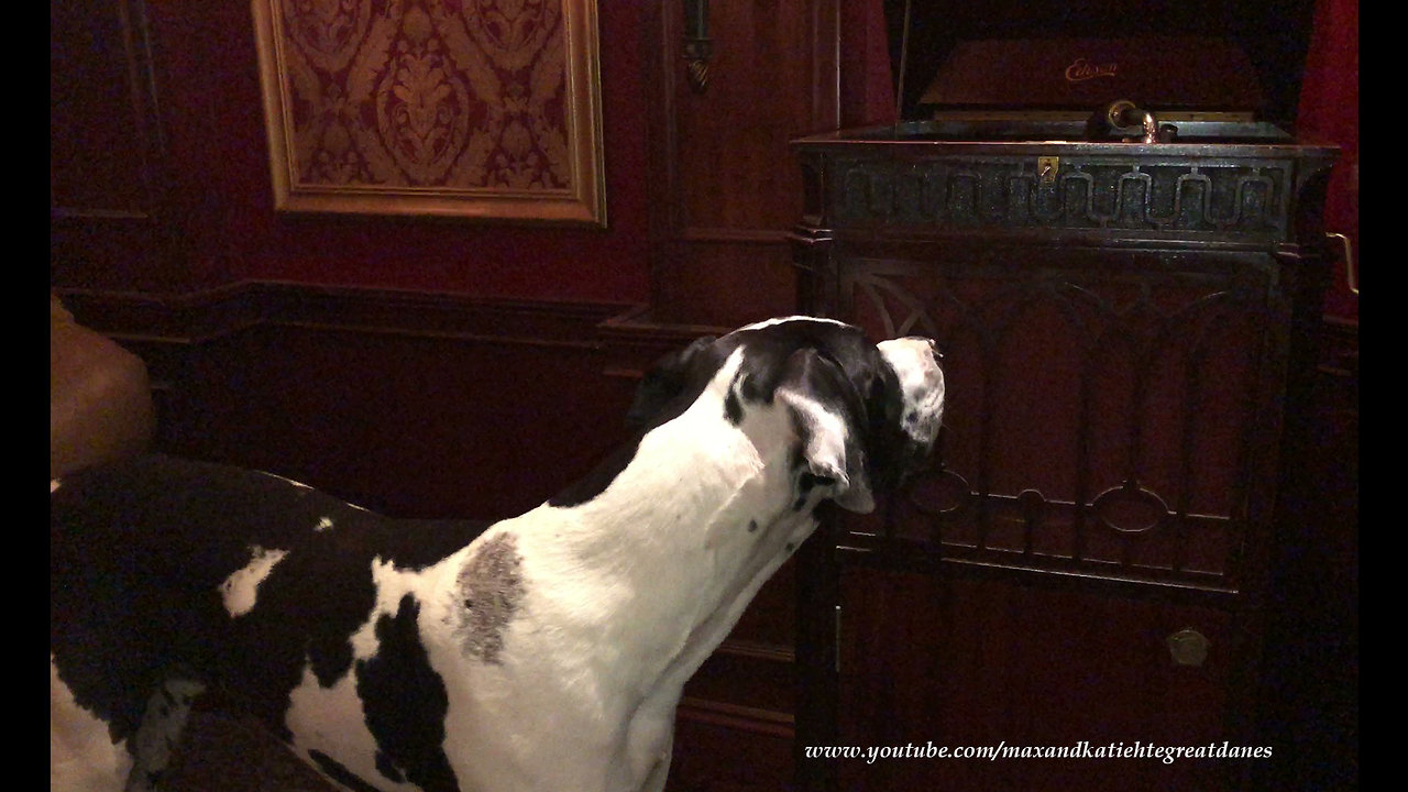 Great Dane Listens to No Bananas on 1915 Edison Gramophone