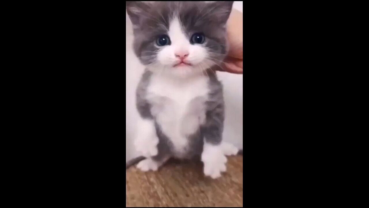 crazy 😛 cat
