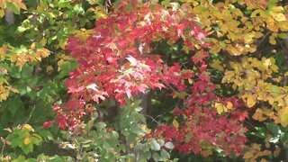 BlueJays and Brightening Colors