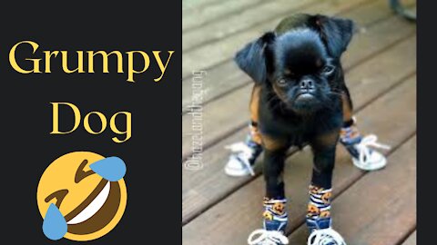 grumpy dog ​​to cry with laughter