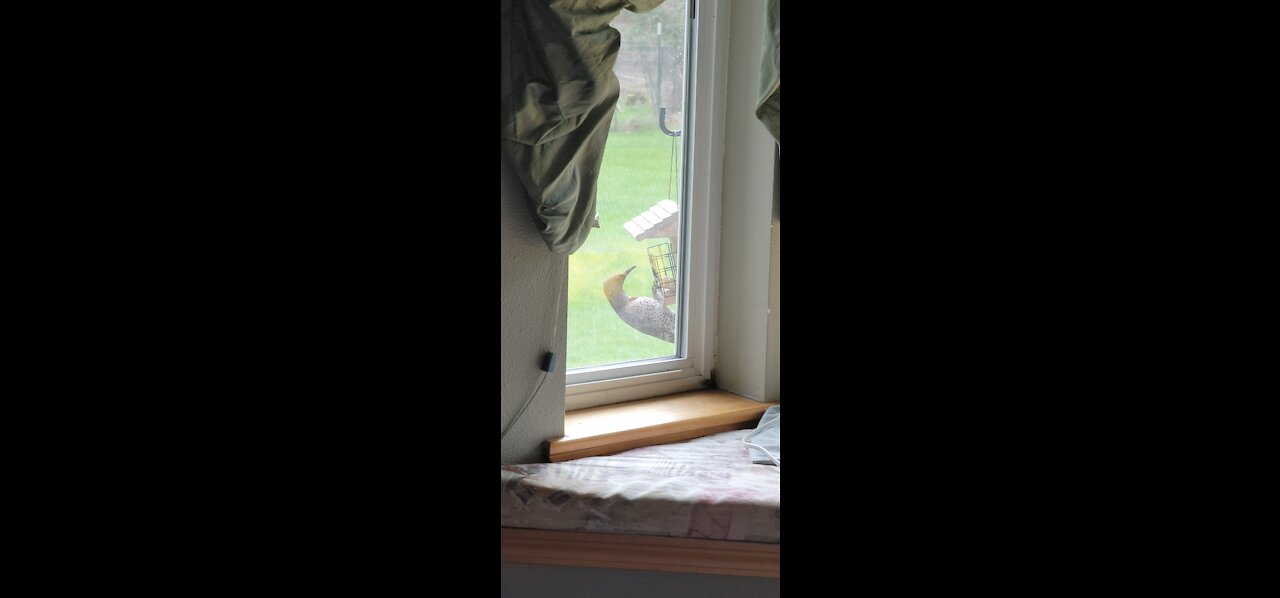 Northern Flicker Woodpecker?