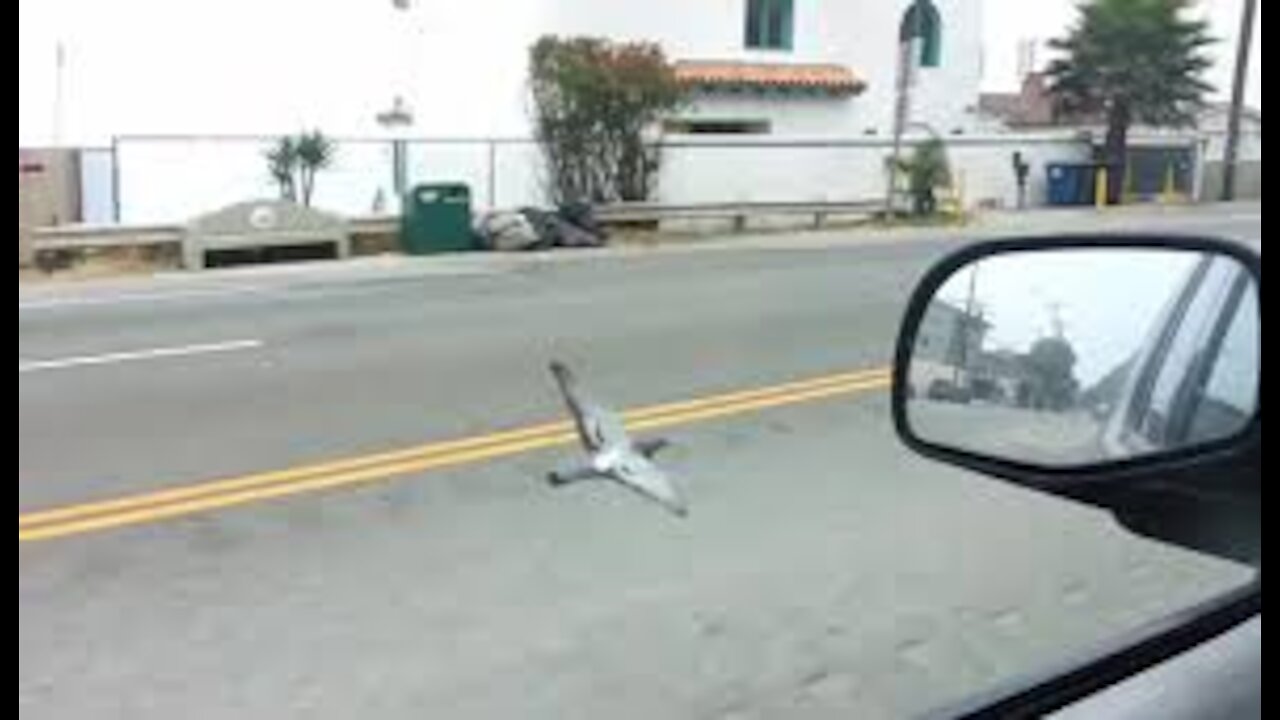 Pigeon voyageur essaie de faire la course avec une voiture