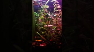 NO CO2 PLANTED AQUARIUM