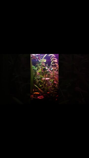 NO CO2 PLANTED AQUARIUM