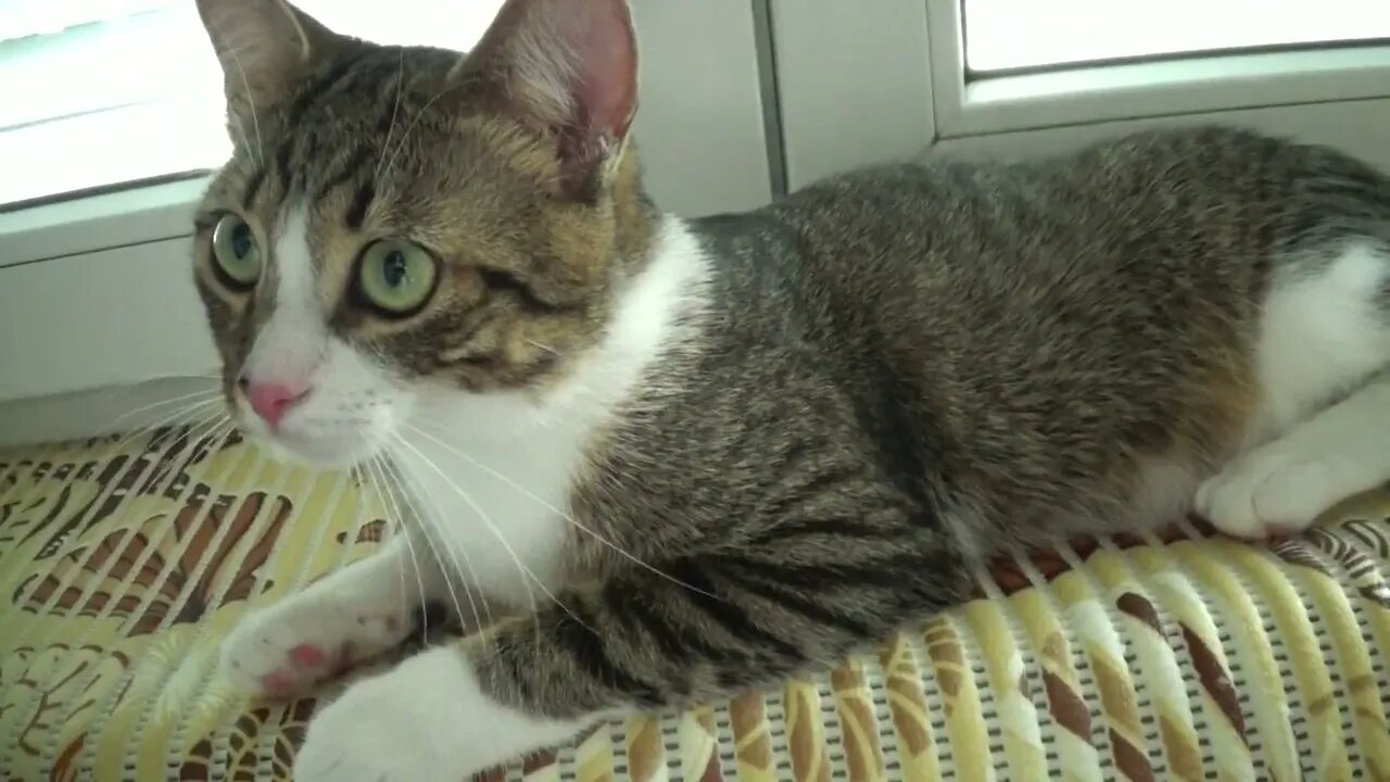 Kitten Purrs In Spite of the Heat