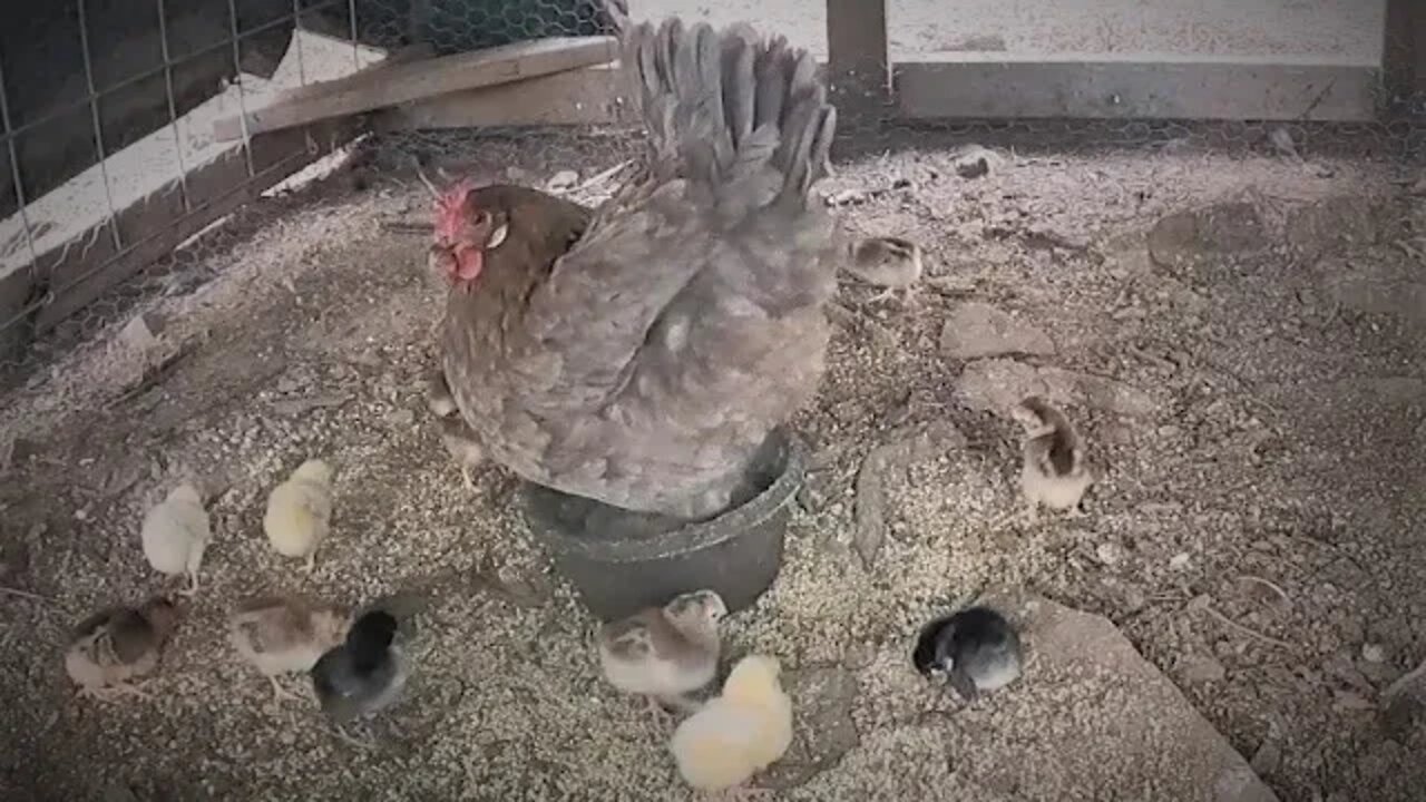 Baby Chick TV | No Talkin Just Chickens/Music | Blue Copper Marans Mama with 12 of #2's Descendants