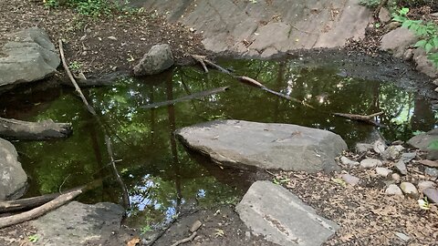 Tanner Spring (Central Park)