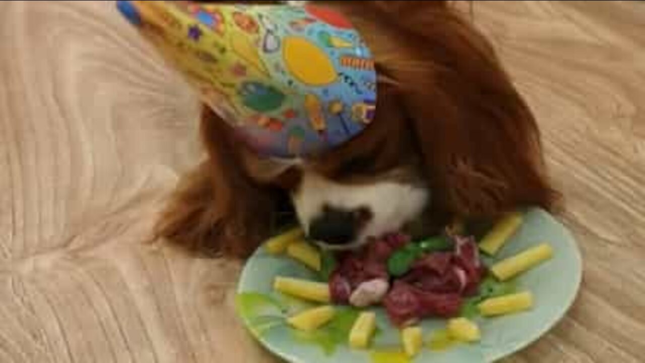 Dog celebrates birthday with special cake