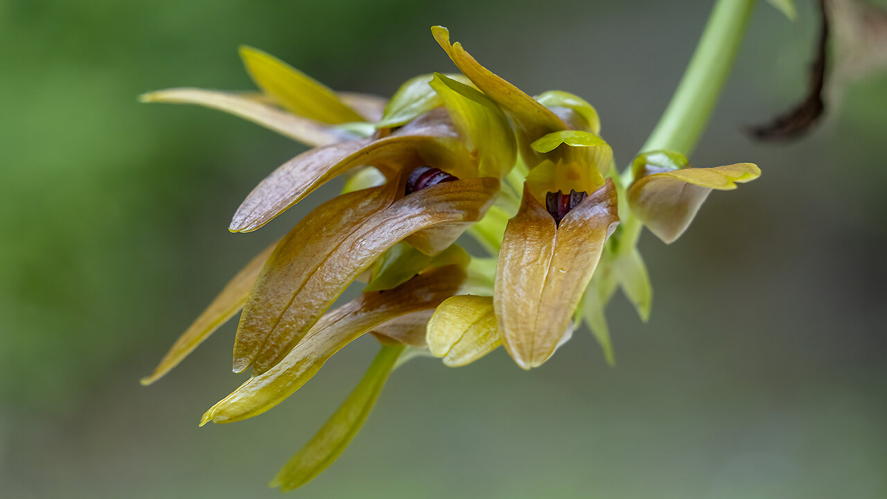 2024-6 June St. Augustine Orchid Society's Virtual Show Table