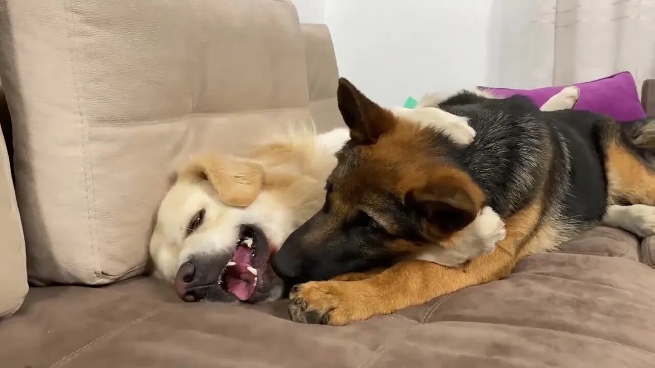 How the Golden Retriever and the German Shepherd Became Best Friends [Compilation]-16