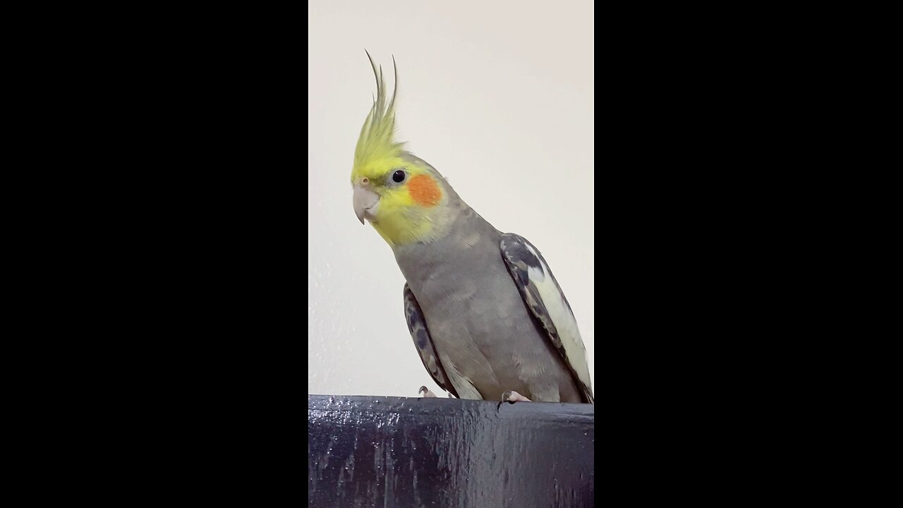 1st Video On Rumble| Zoro The Cockatiel