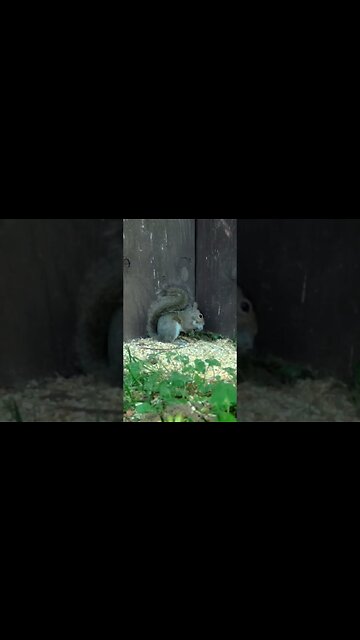 Squirrel 🐿️in the corner🐿️he`s been a BAD BOY #cute #funny #animal #nature #wildlife #trailcam #farm