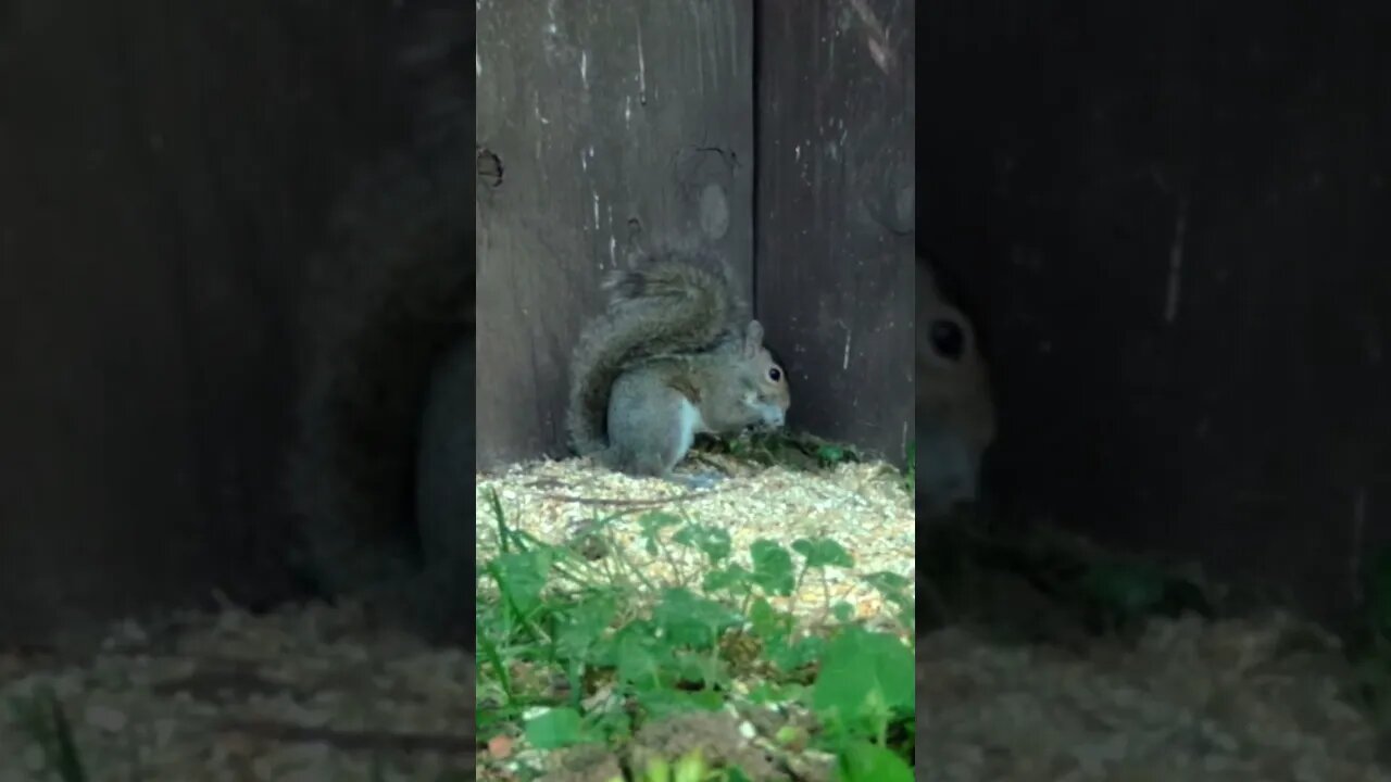 Squirrel 🐿️in the corner🐿️he`s been a BAD BOY #cute #funny #animal #nature #wildlife #trailcam #farm