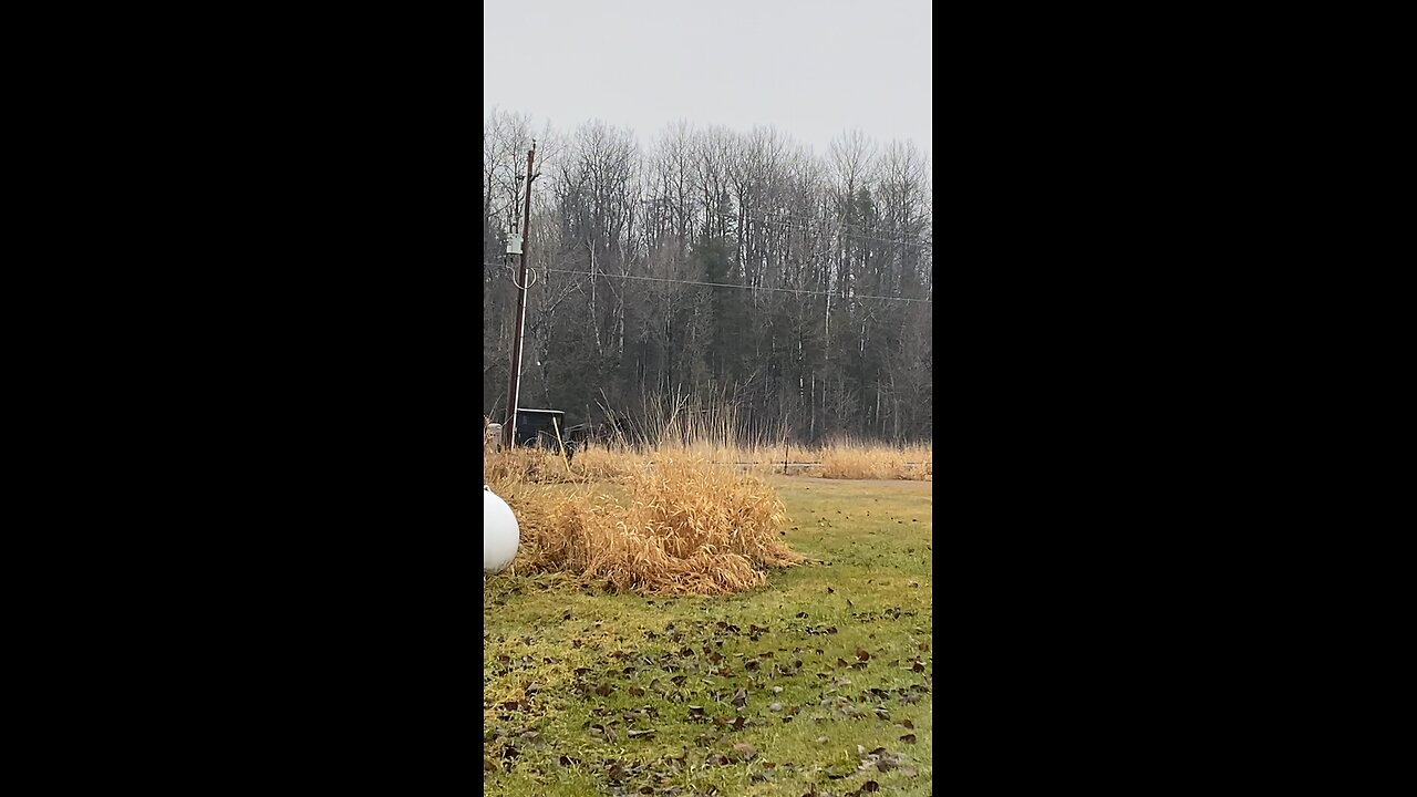 There goes the neighbours again