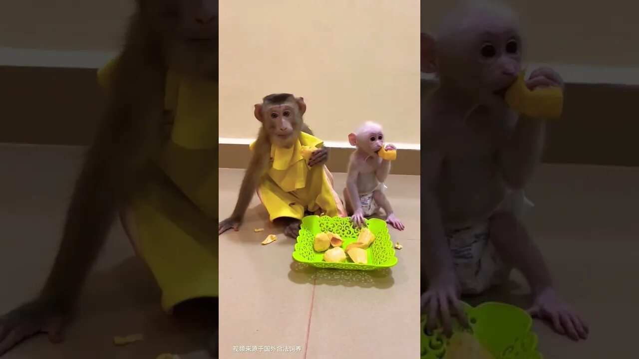 Amazing Monkey 🐒 #funny #reels #funnyvideo #shortvideo #shortsfeed #viral #comedy #fun #monkey