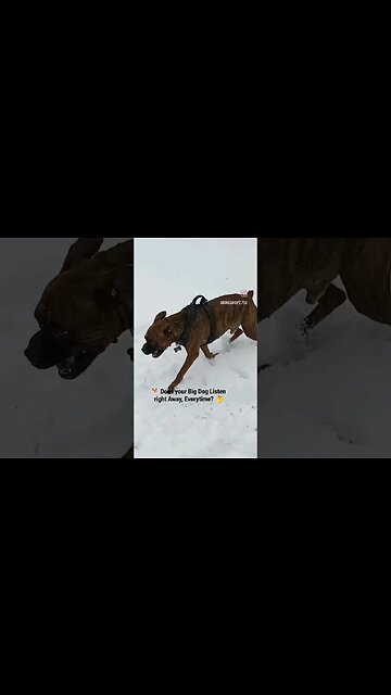 Recall Is 🗝️Bred to Hunt Wild Boar🐗Bullenbeiser x #englishbulldog #pets #pet #dogtraining #guarddog