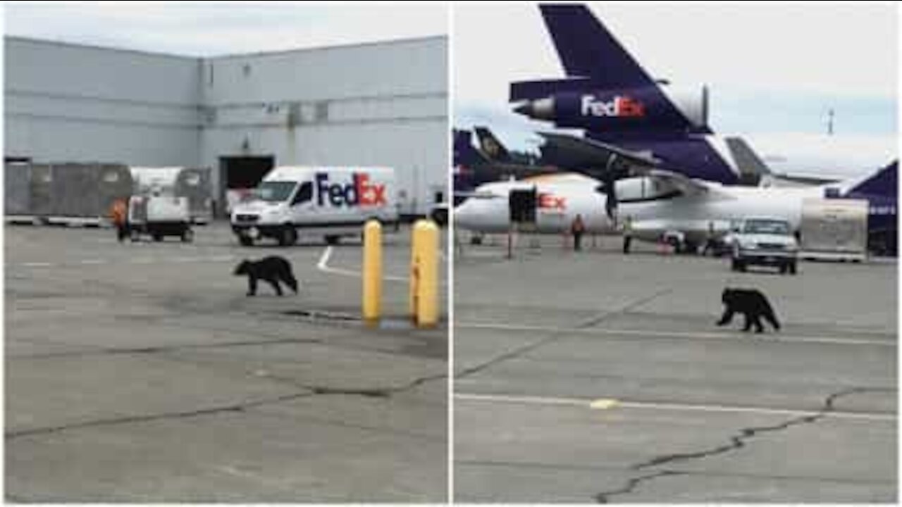 Orso invade pista di atterraggio di un aeroporto