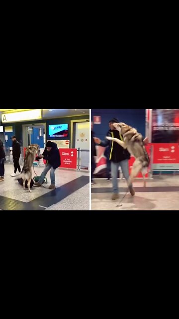Dog ecstatic to welcome home owner from abroad