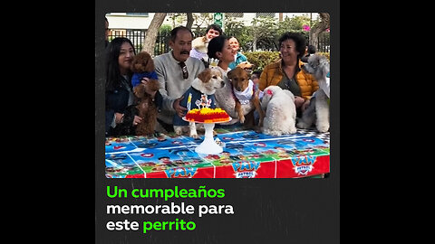 Prepara una fiesta temática a su mascota e invita a otros perritos