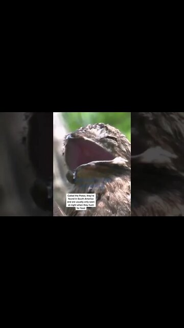 One Of The RAREST Birds #cute #patoo #shorts #short #rare #bird #animals #new