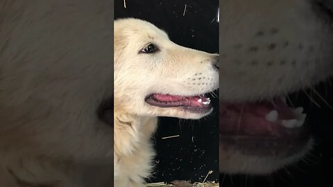 Bringing home maremma pup 💕