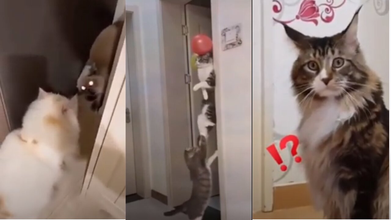 Funny Cats 😹 - Don't try to stop laughing 🤣