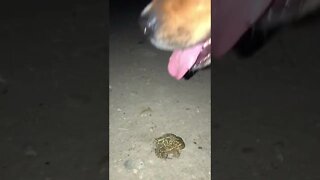 Dog makes friends with Toad