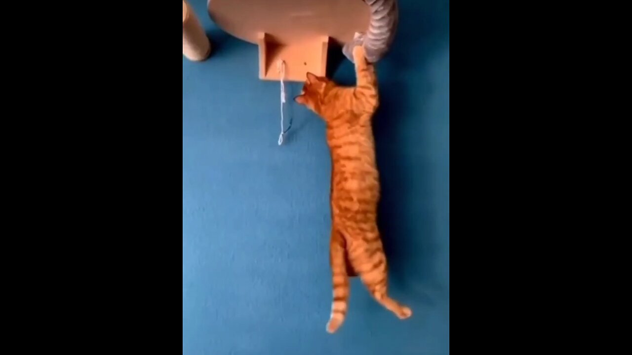 funny animals video 🤣