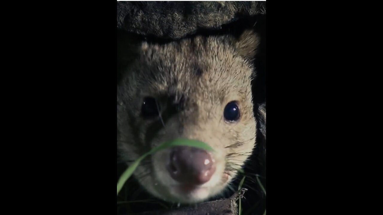 Un Tigre Acecha en la Noche Australiana