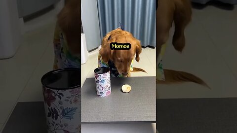 Dog scolded the worst words in his heart 😆