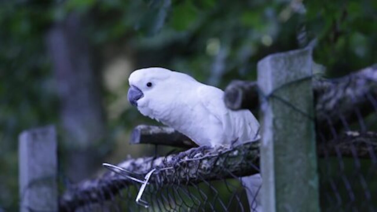 A beautiful parrot dancing !!!