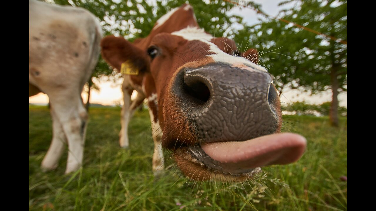 Animals Getting Shocked with Funny Sound Effects!!