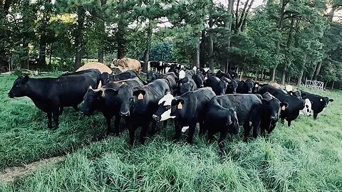 Stocker Steers 2022
