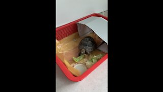 Funny turtle eat lettuce