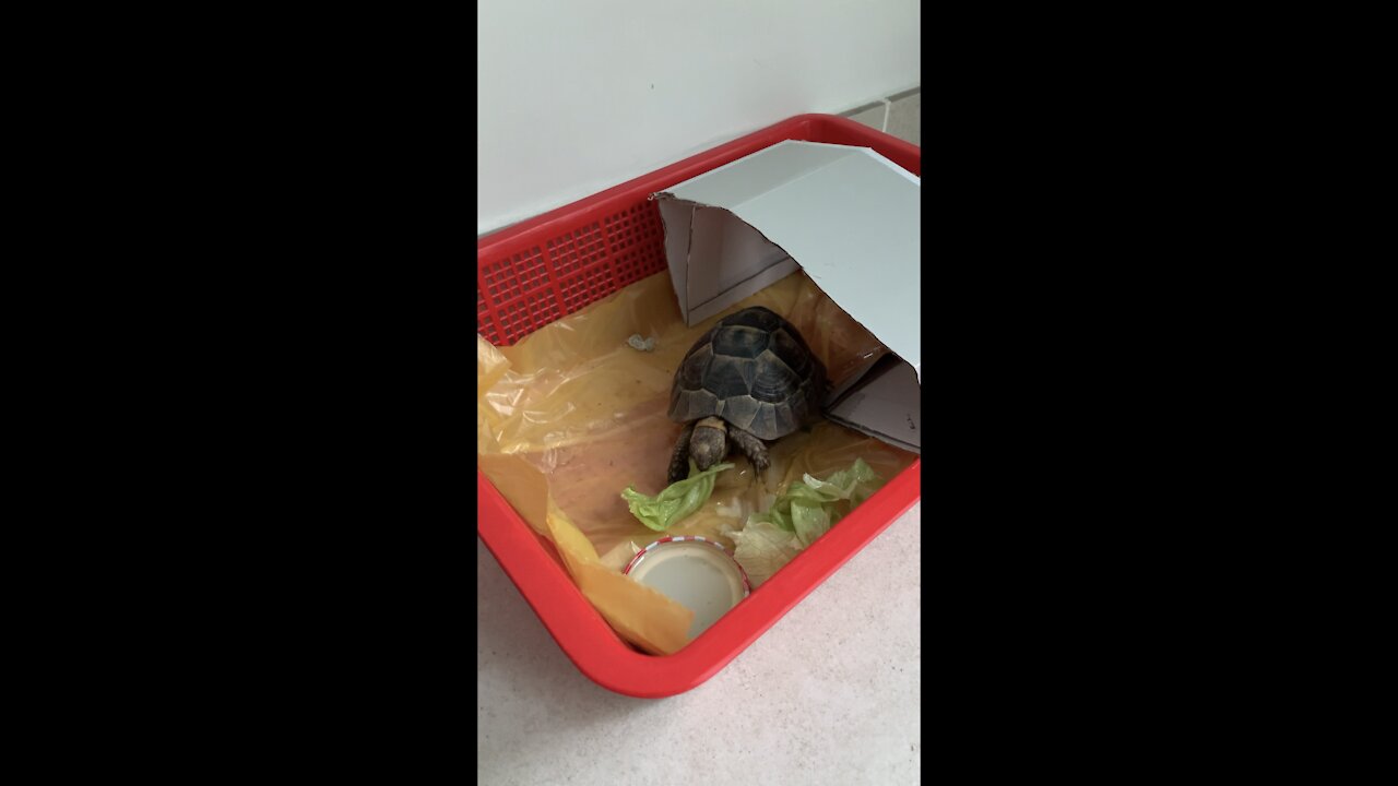 Funny turtle eat lettuce