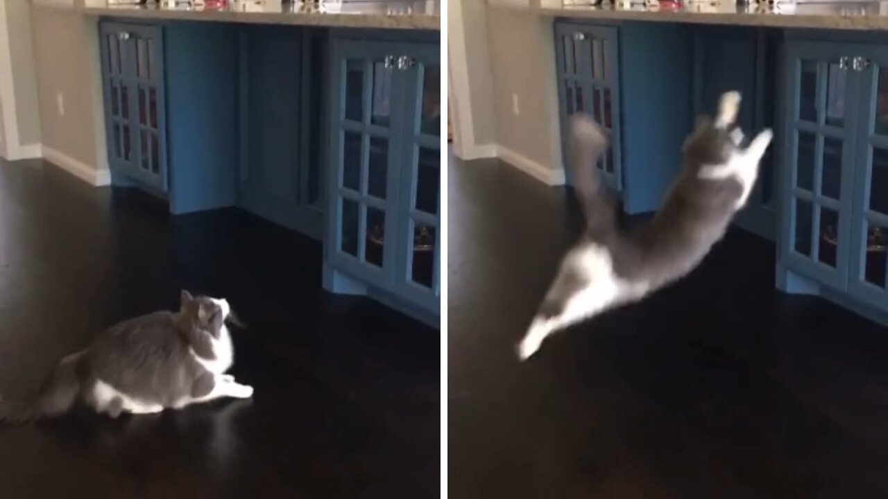 Cat Meme | Funny Cats And Cute Kittens 62